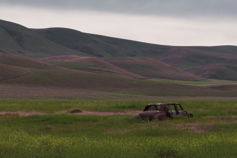 An abandoned car in a field of flowers in Yakima, Washington