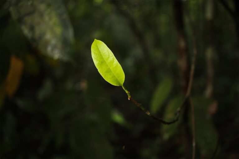 A single leaf growing from an old tree