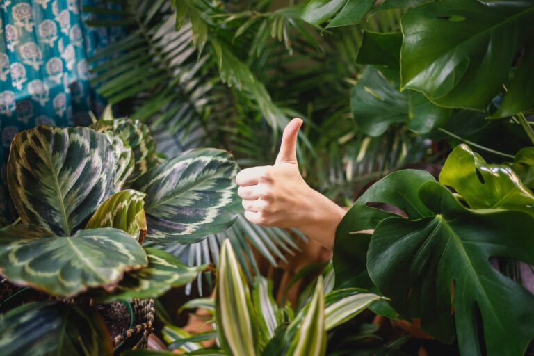 a hand emerging from plants giving a thumbs up