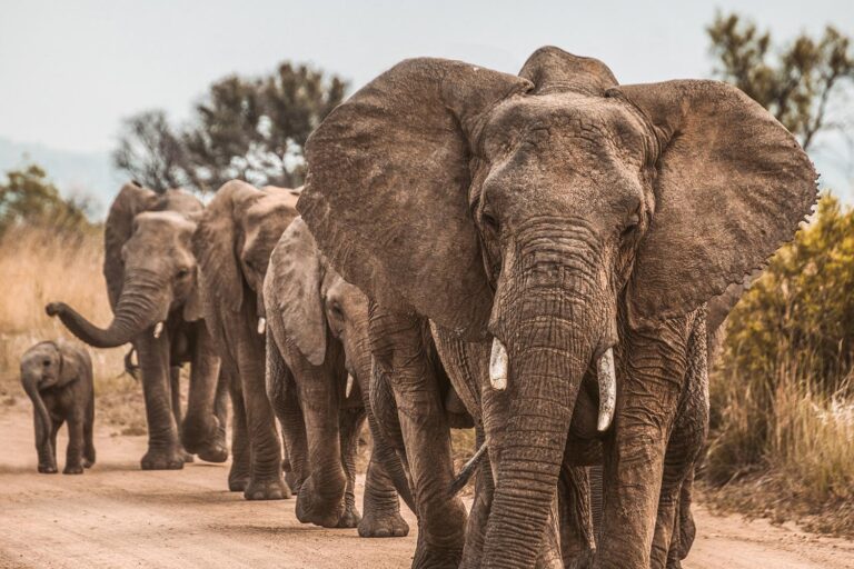 A pack of elephants