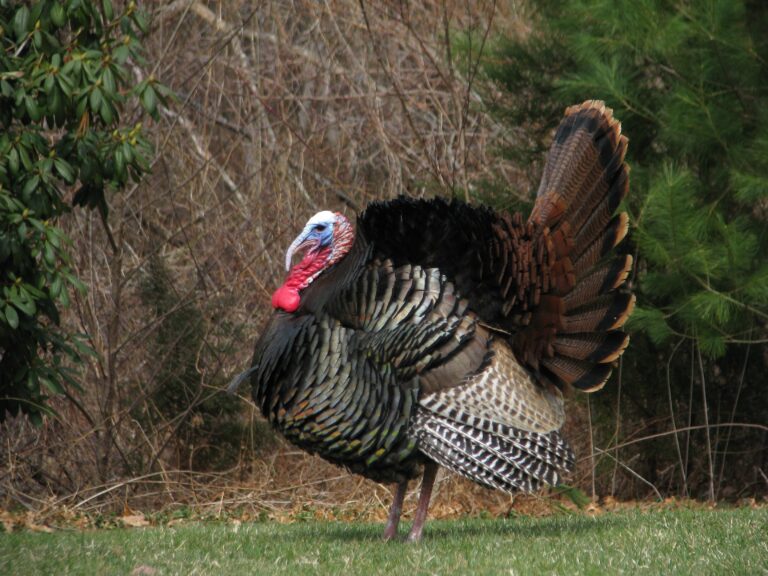 a turkey standing in a field