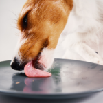 Dog licking a plate clean