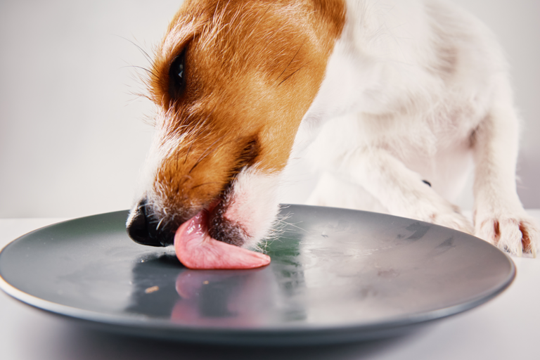 Dog licking a plate clean