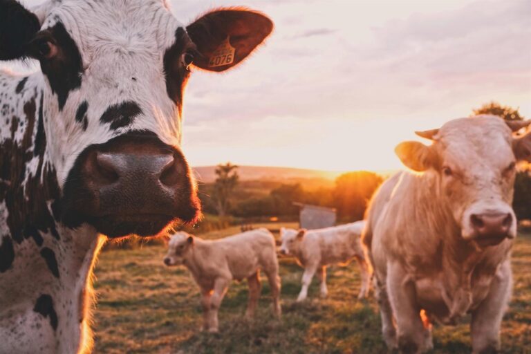 Cows in a field.