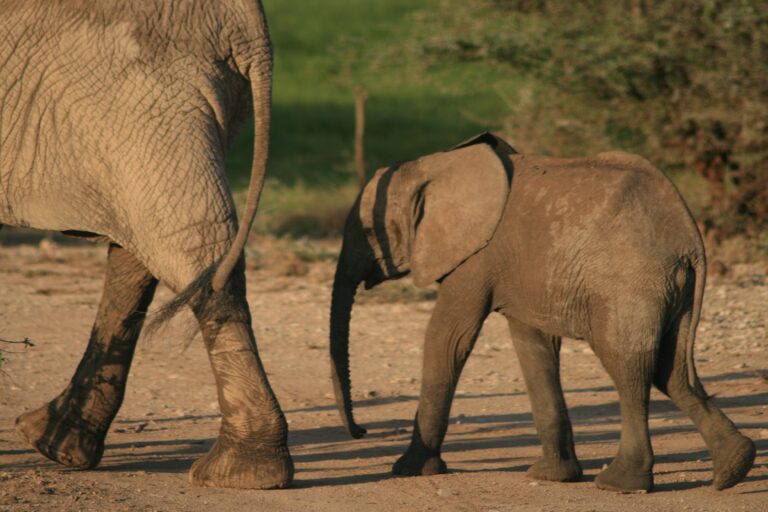 a baby elephant following a larger elephant