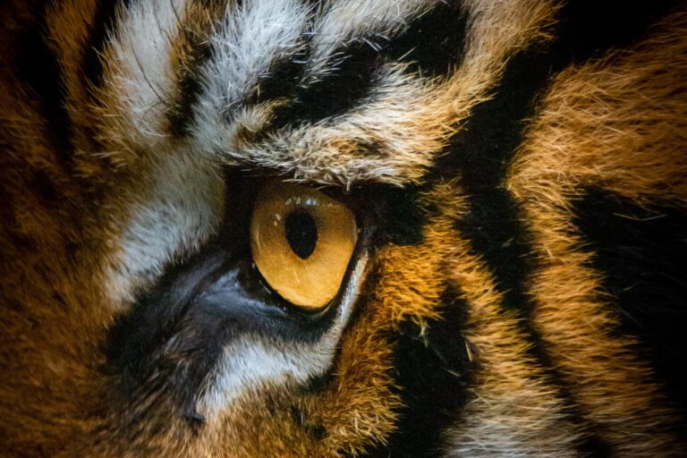 Close up of a tiger's eye