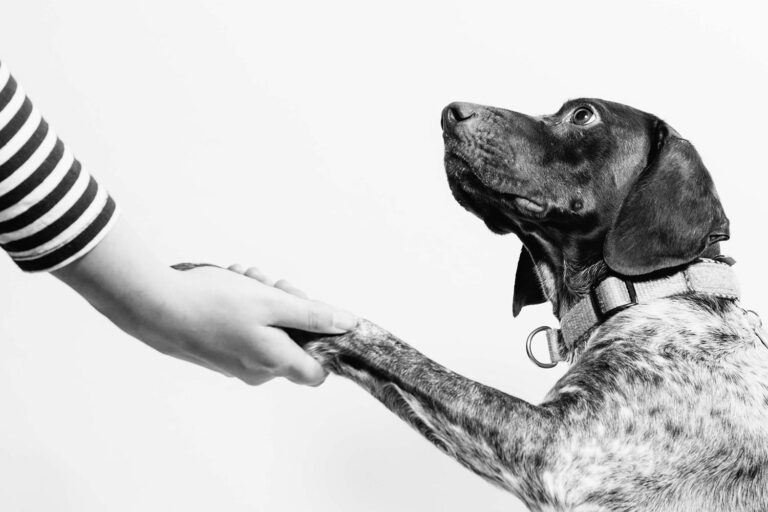 A dog shakes a human hand