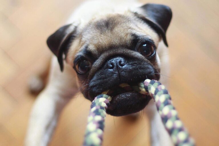 Dog playing tug of war with rope