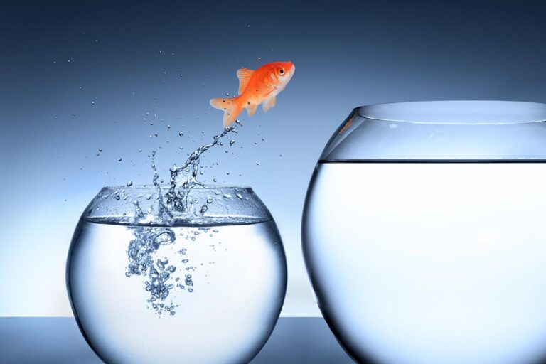 Goldfish jumps from a smaller bowl to a larger one