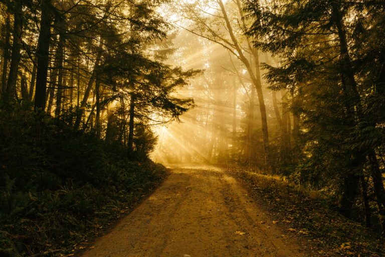 a wooded path surrounded by trees with sun shining through