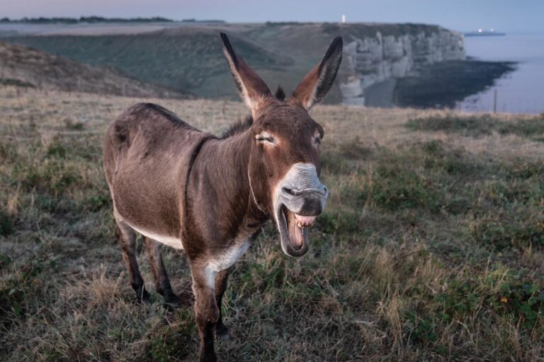 A donkey making a bray