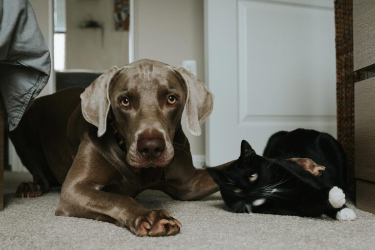 Dog has his paw on a cat