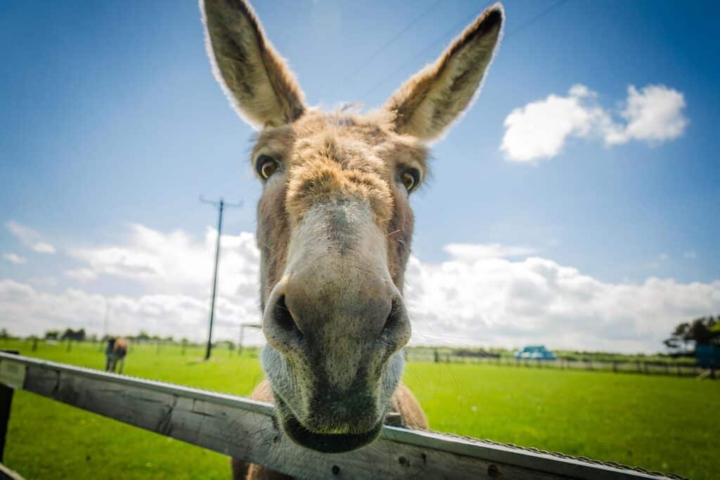 donkey in a field